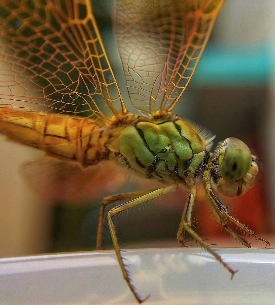 Photograph by Susmita Ghosh