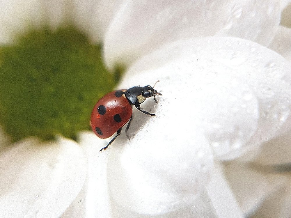 Photograph by Екатерина Вивюрская