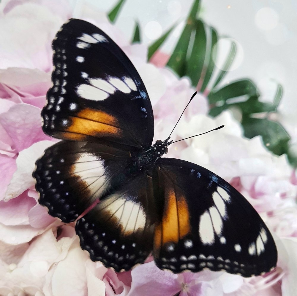 Photograph by Екатерина Вивюрская