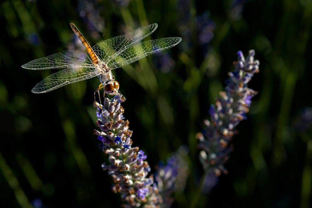 Photograph by Bahir DIBEKOGLU