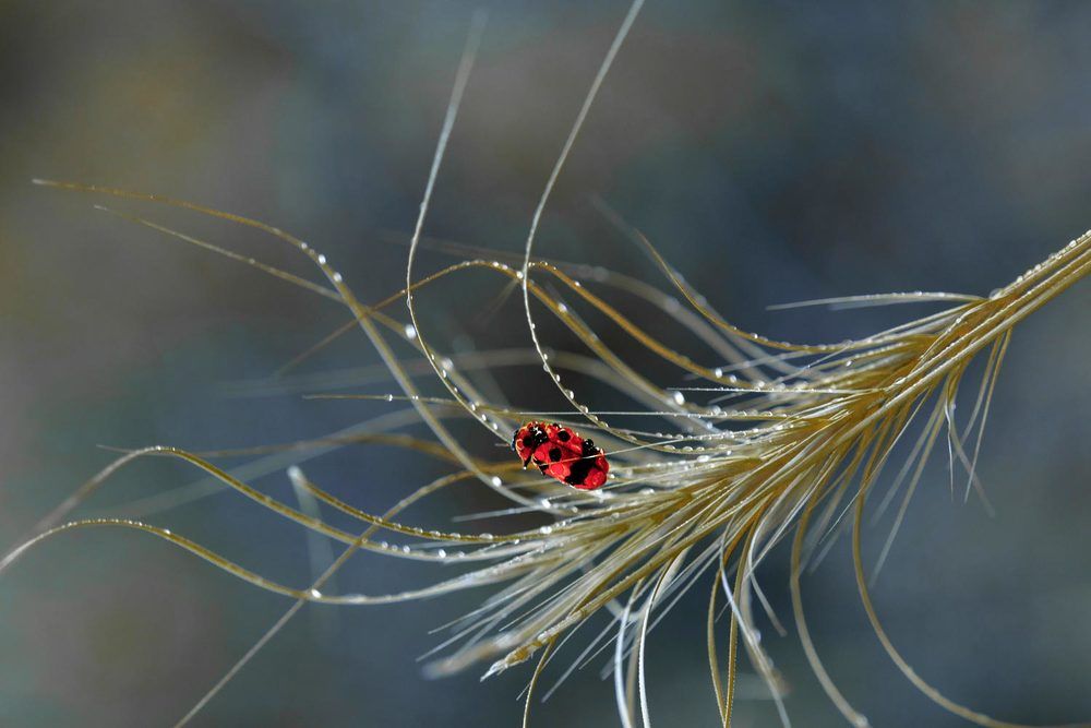 Фотография автора Bahir DIBEKOGLU