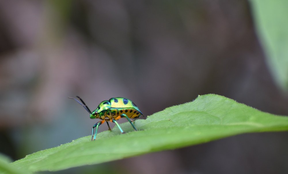 Photograph by Ajit Avabhrath