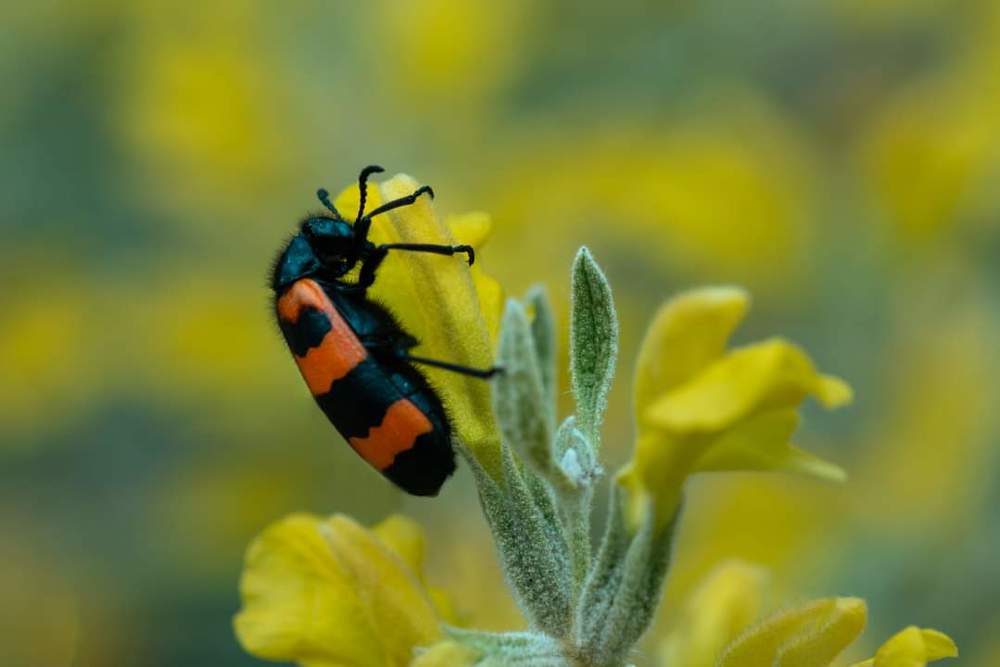 Photograph by Bahir DIBEKOGLU