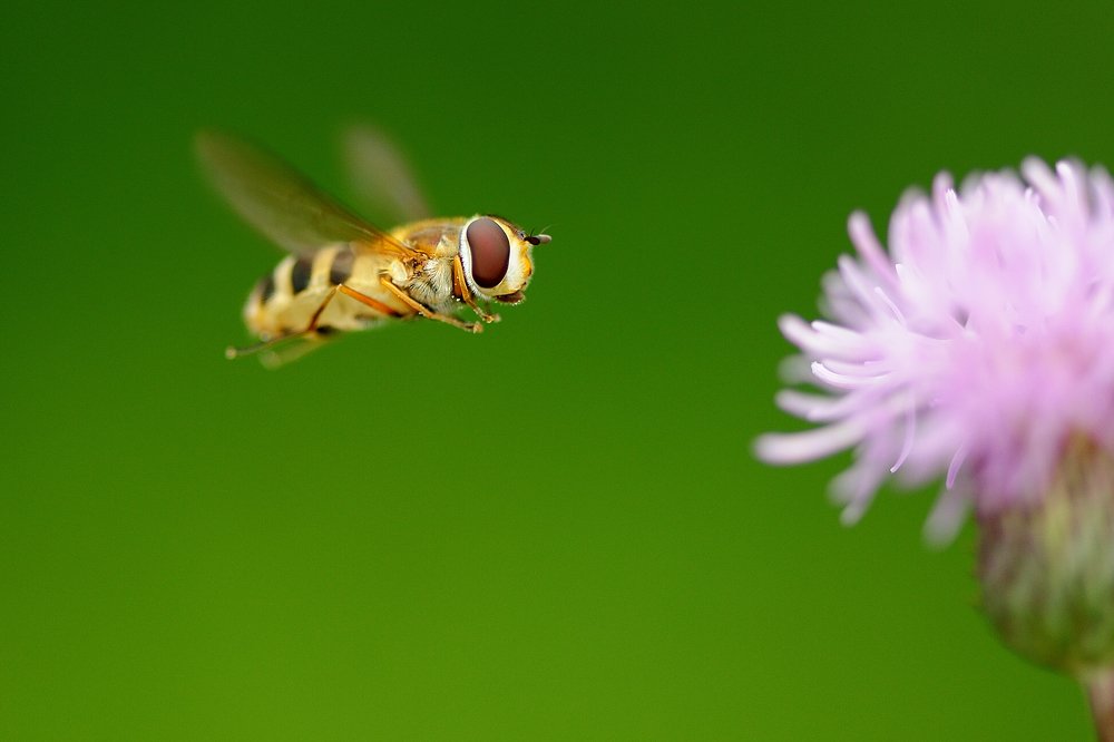 Photograph by Juraj Benčík