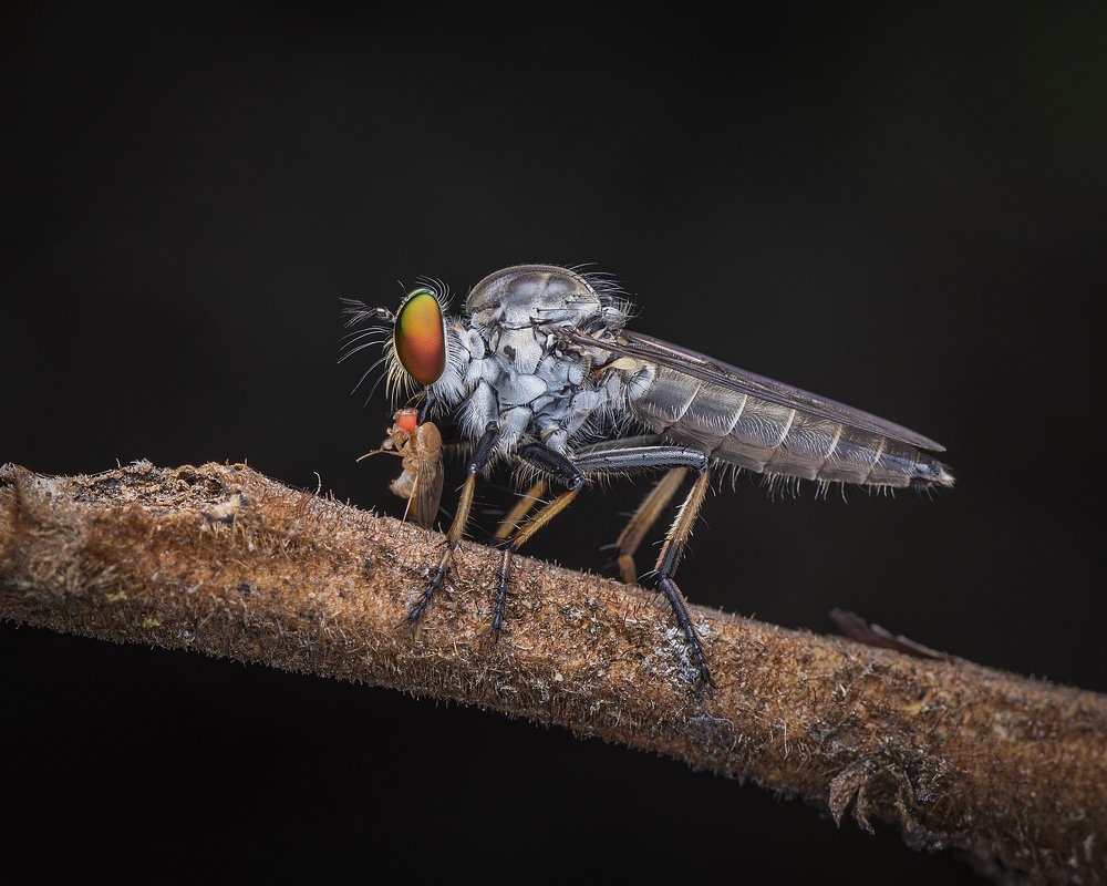 Roberfly Having Meat