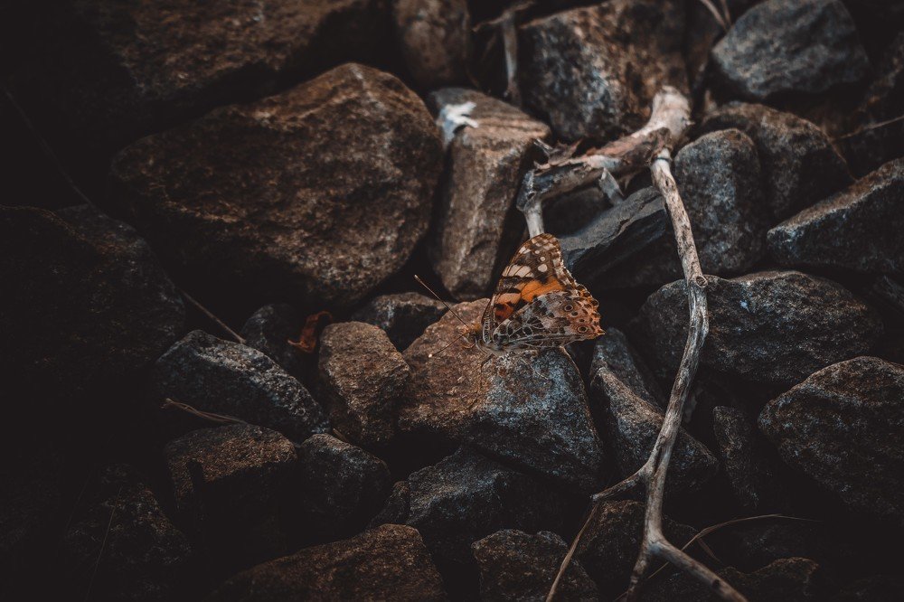 Photograph by Алексей Павленко