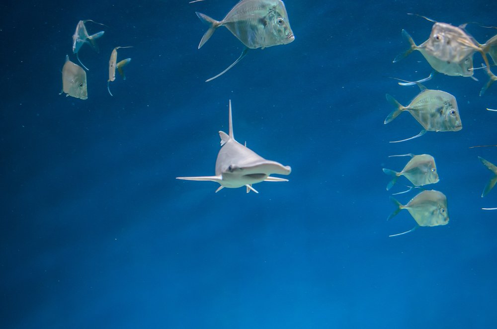 Photograph by Ирина Никифорова