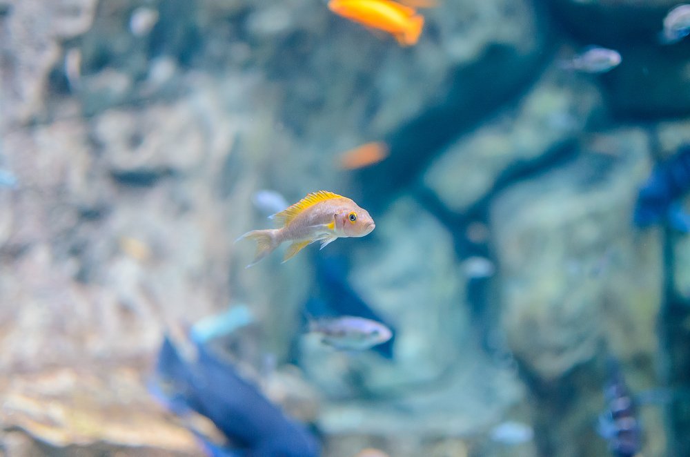 Photograph by Ирина Никифорова