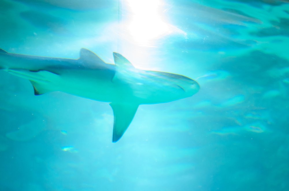 Photograph by Ирина Никифорова