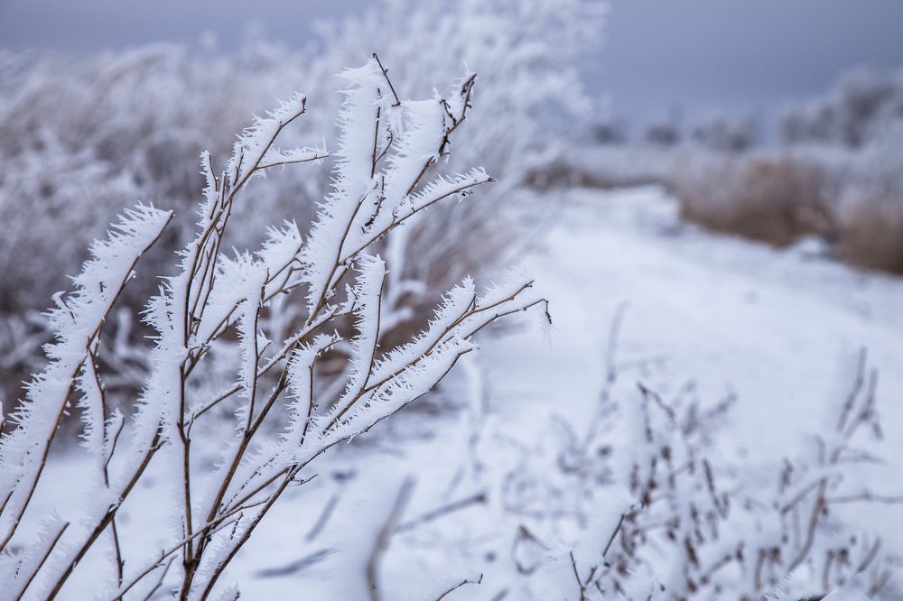 Мороз и туман