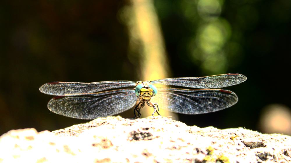 Photograph by Teresa Guerreiro