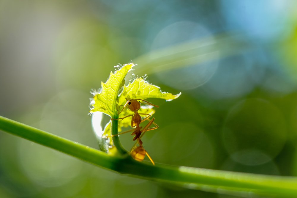 Photograph by Richard Aaron San Lorenzo