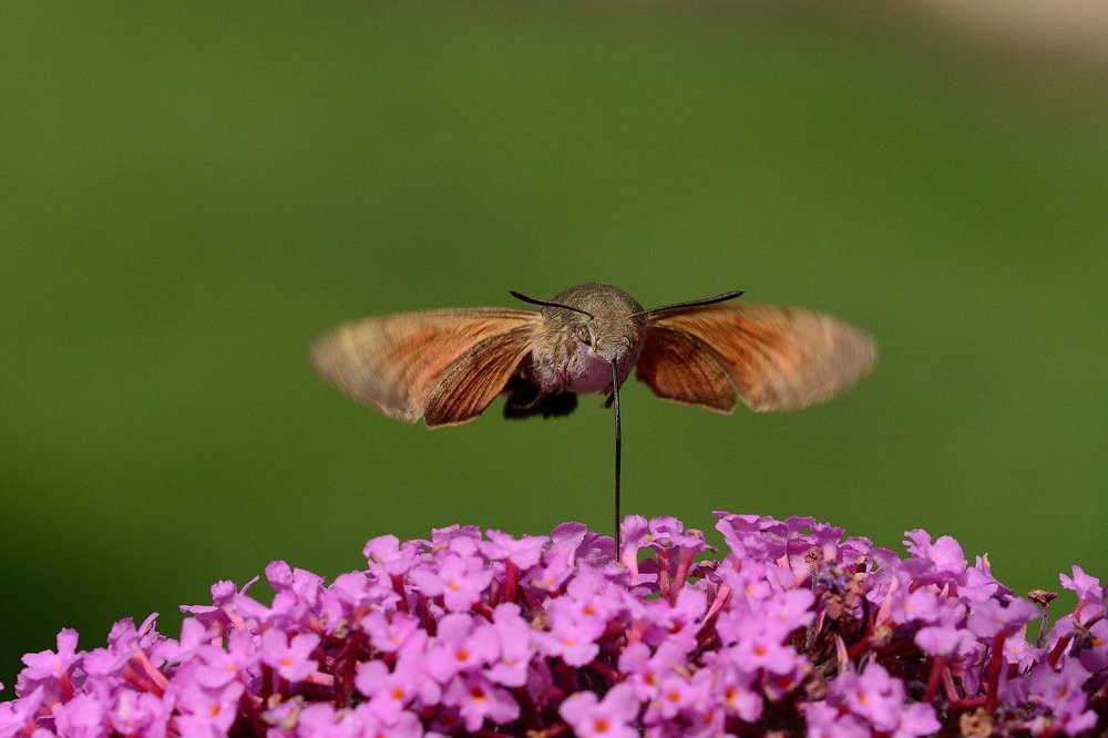 Photograph by Juraj Benčík