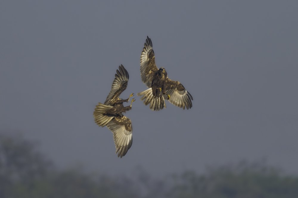 Photograph by Anindita Datta Muhuri