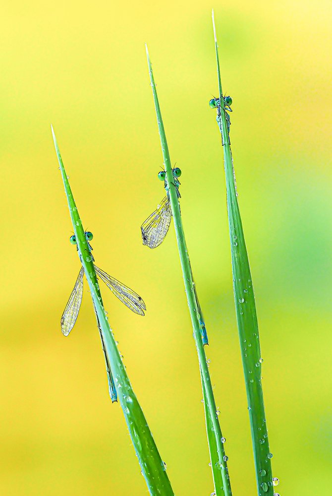 Photograph by FABIO SARTORI
