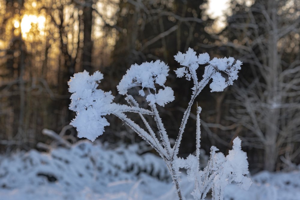 Photograph by Nikolay Isaakov