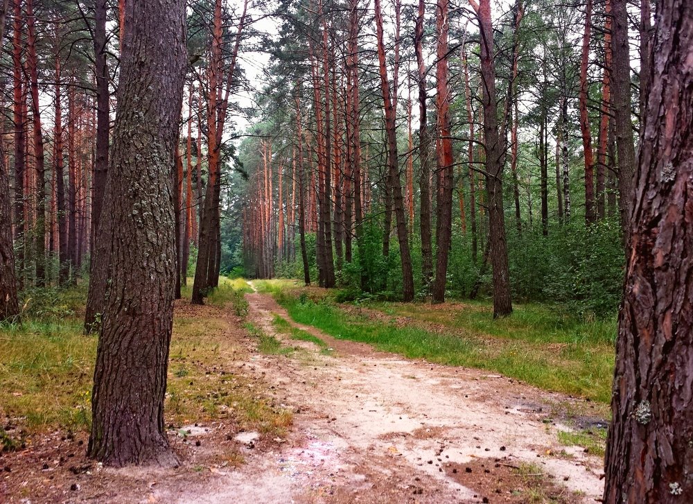 Photograph by Петр Калинкин