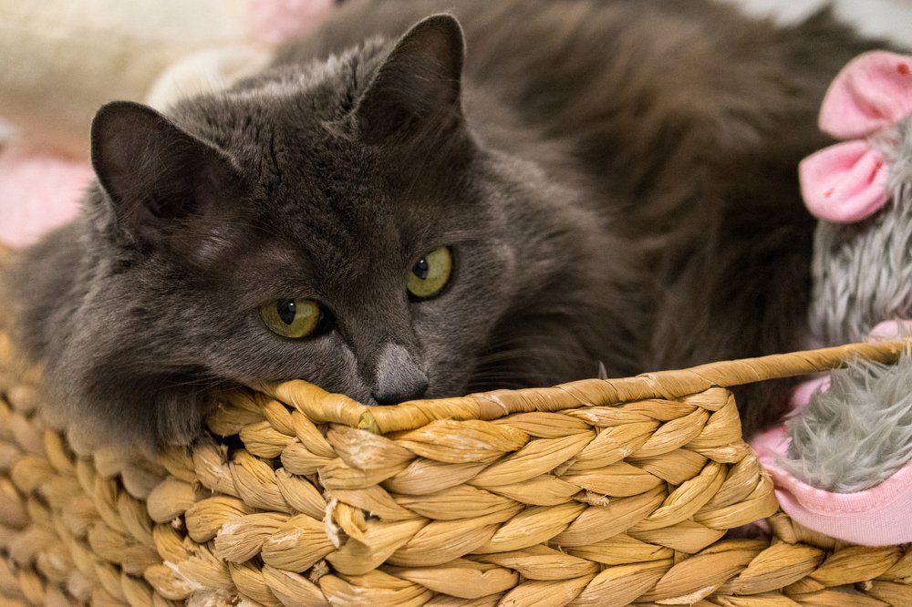 Фотография автора Нина Кулишова