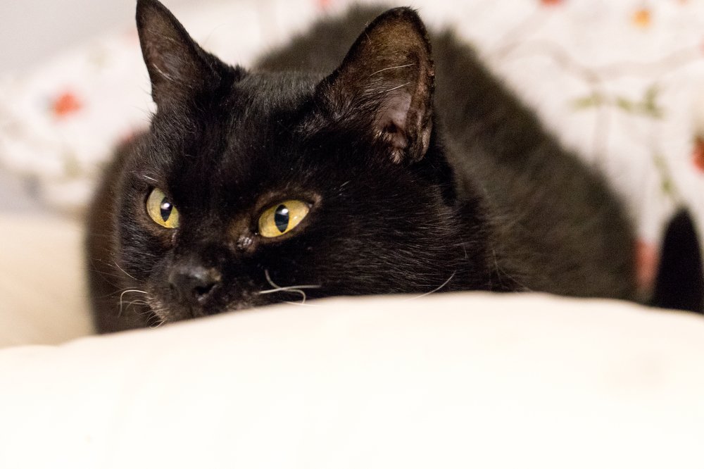 Фотография автора Нина Кулишова