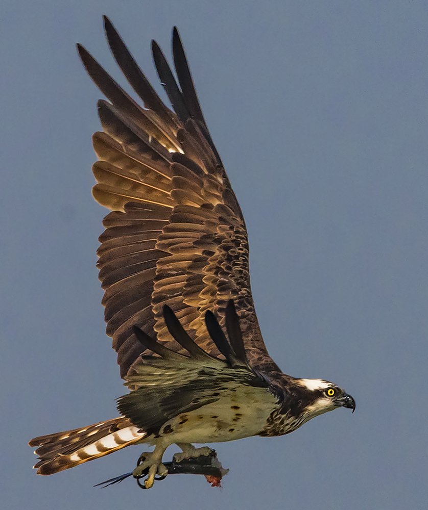 FLYING WITH THE TROPHY