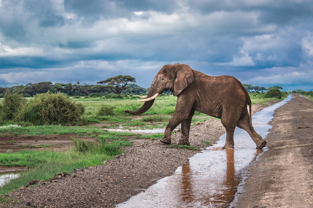 Одинокий странник.