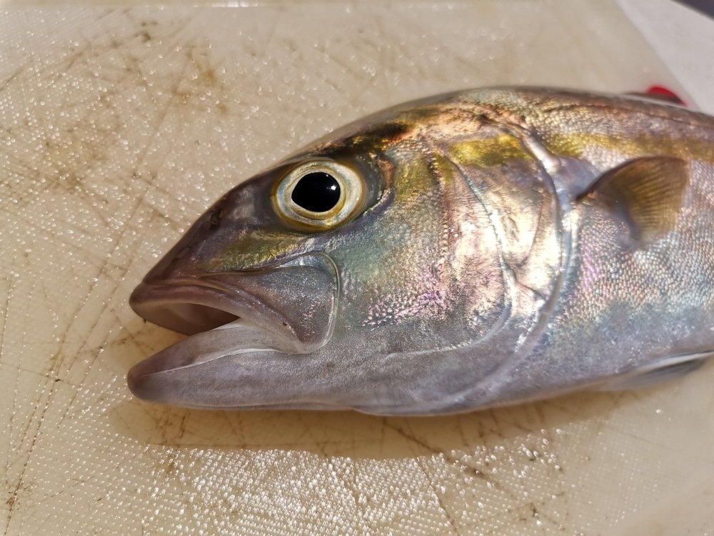 Фотография автора Ines Miljan Popovic