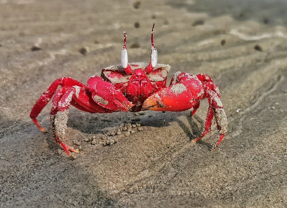 Red Crab