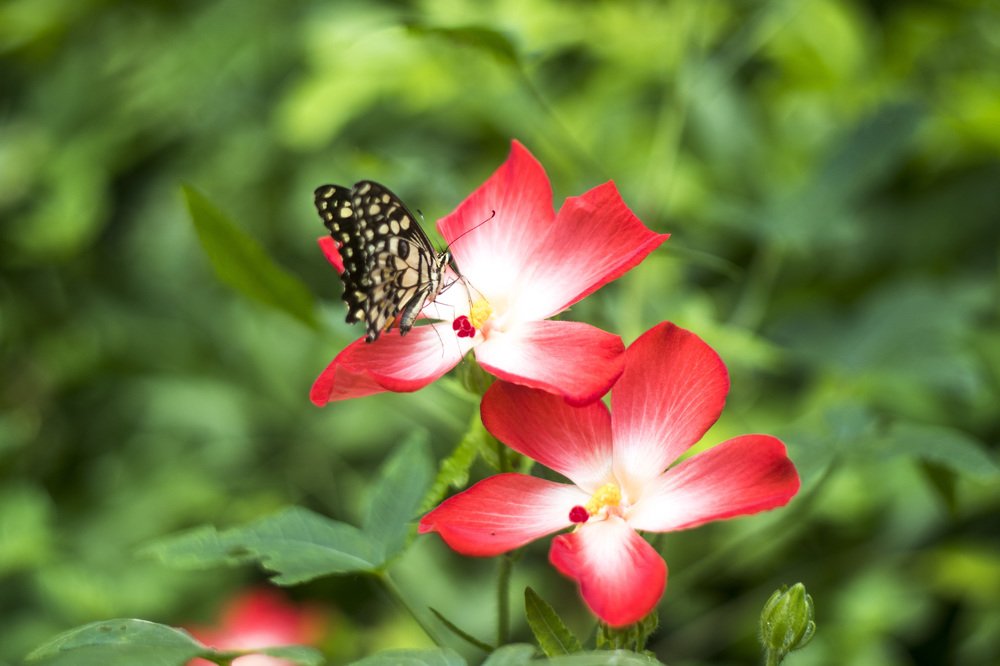 Photograph by Trí Lê Minh