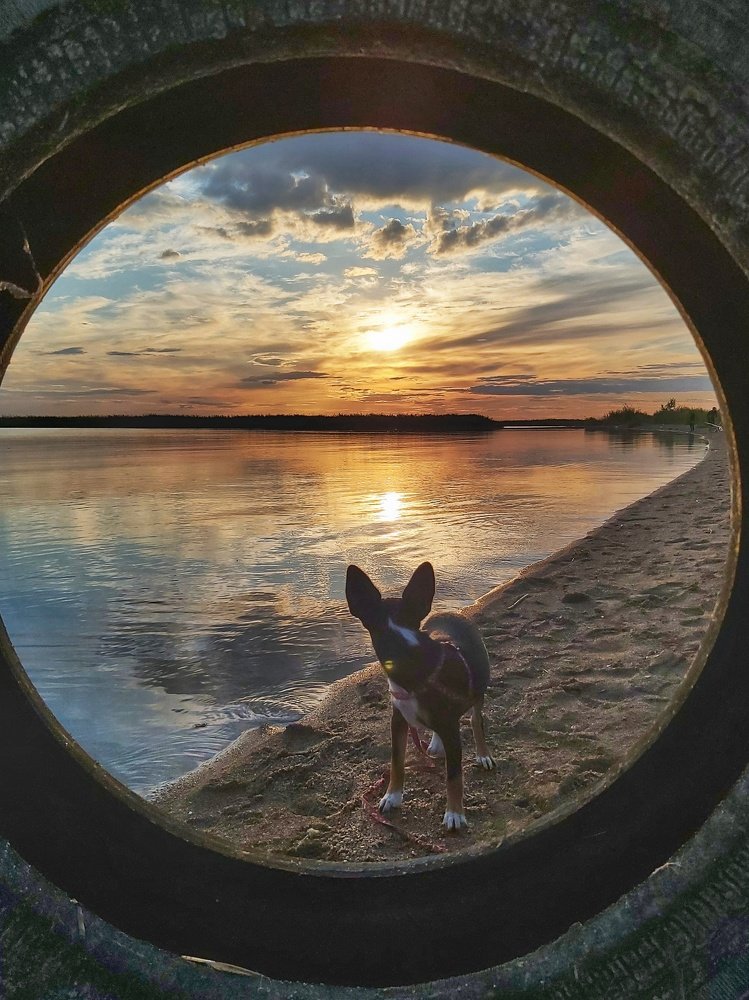 Пёс любуется закатом