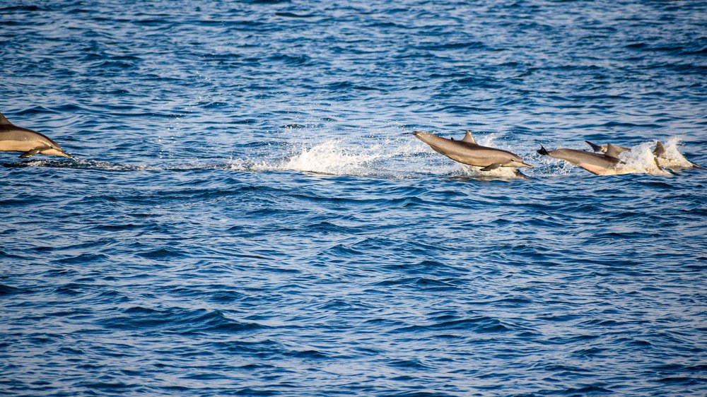 Photograph by Arindam Banerjee