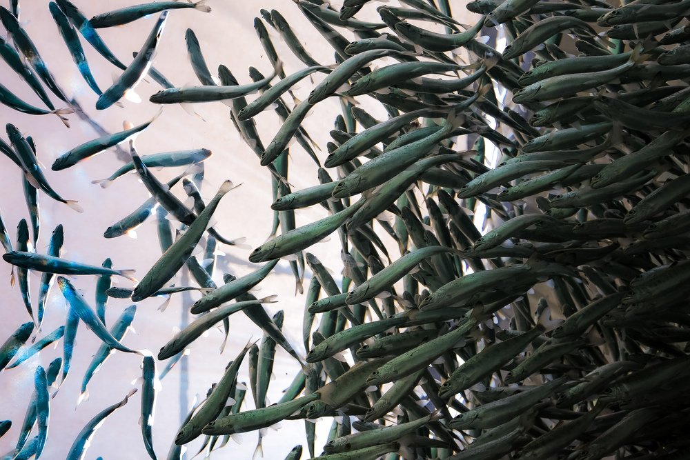 Photograph by Arindam Banerjee