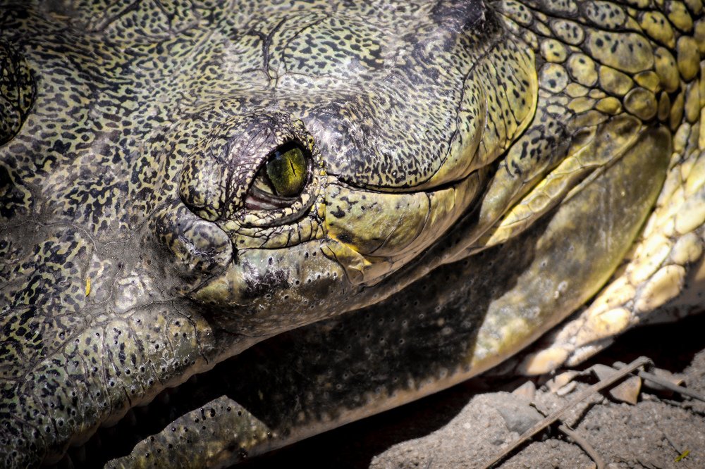 Фотография автора Shibnu