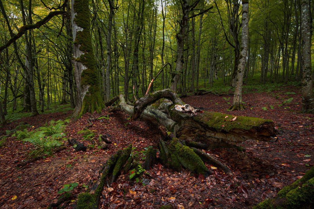 Photograph by Helen Vasilieva