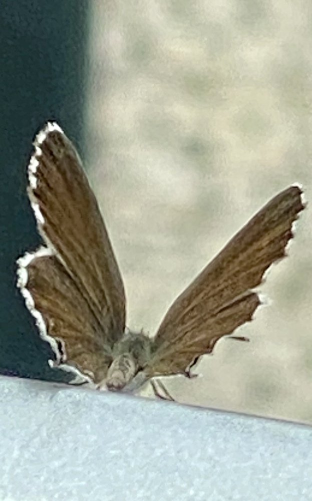 Borboleta