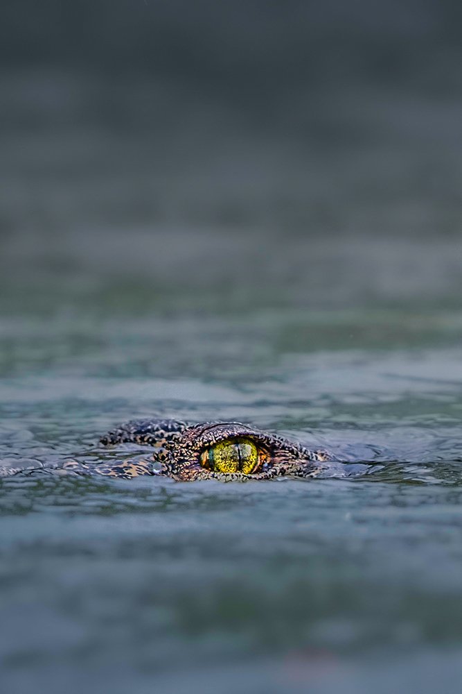 Фотография автора Sudipta Chakraborty