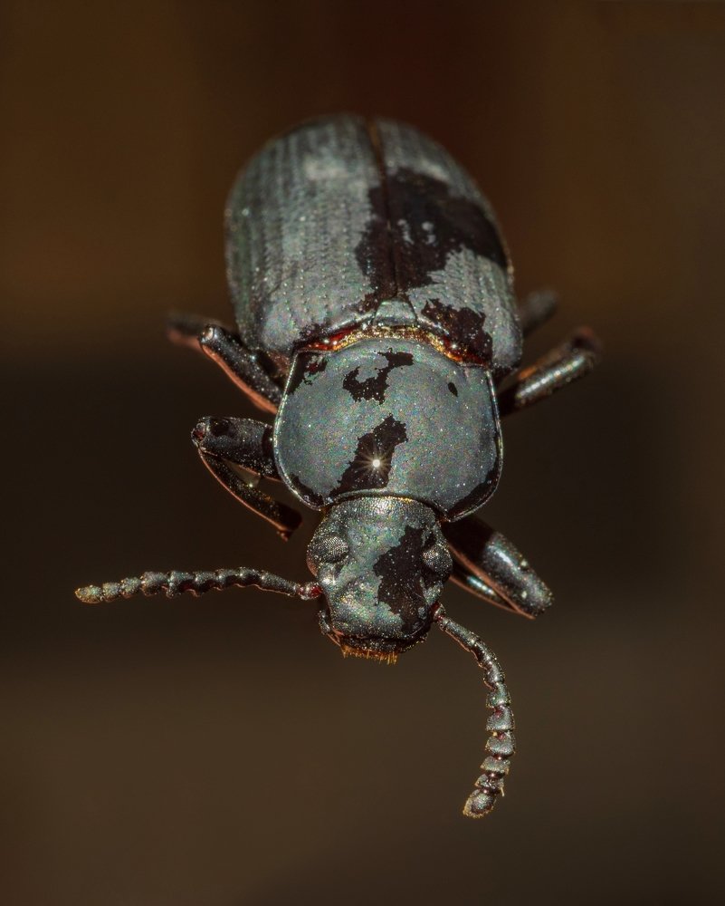 Бриллиантовый мой