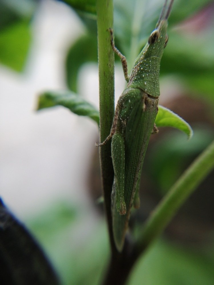 Photograph by DHIRAJ GOSWAMI