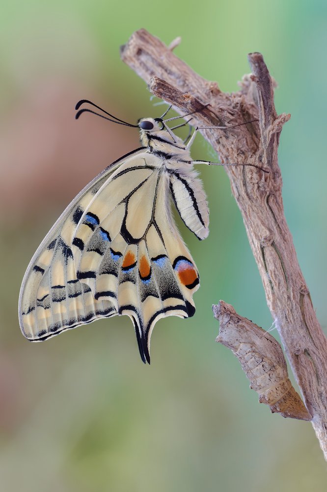 Photograph by Massimo Tamajo