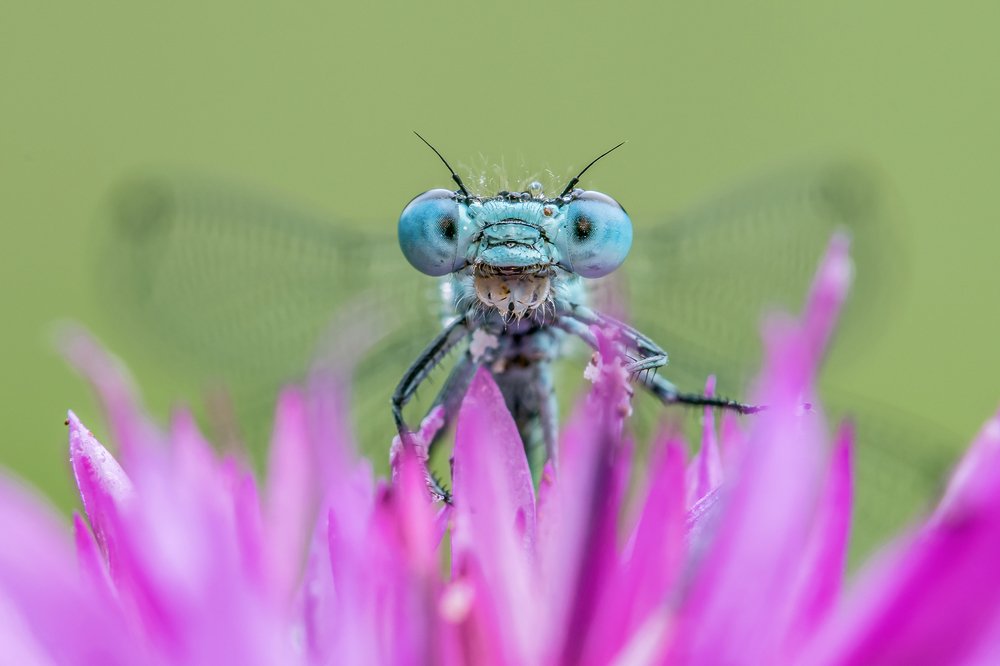 Photograph by Massimo Tamajo