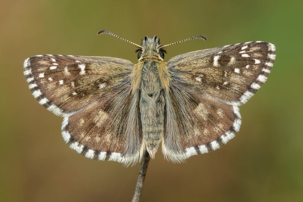 Photograph by Massimo Tamajo