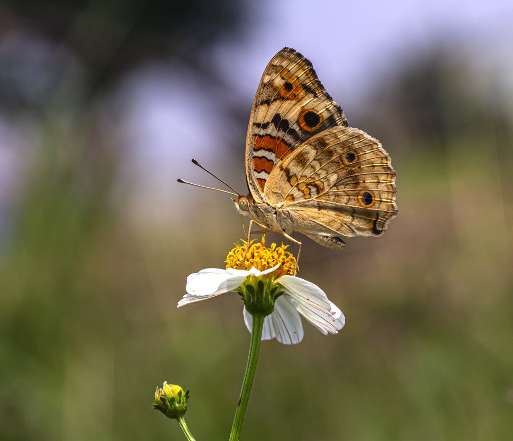 Butterflies and flowers