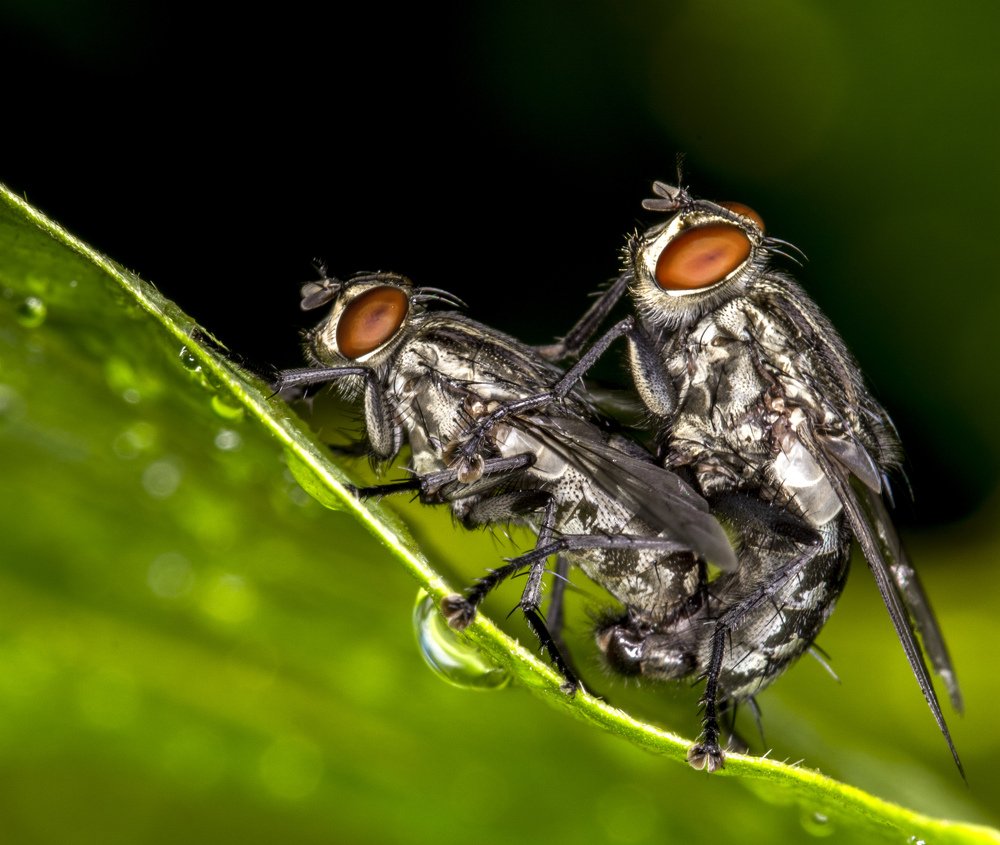 Mating flies