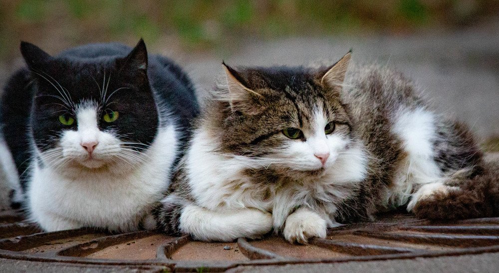 Двое вместе