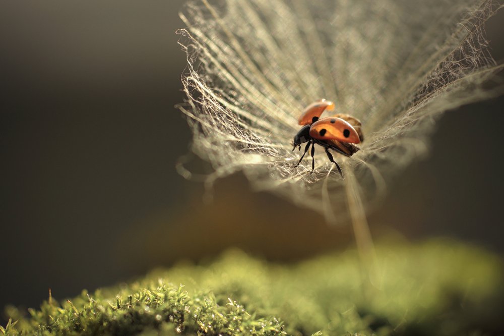 Photograph by Татьяна Пименкова