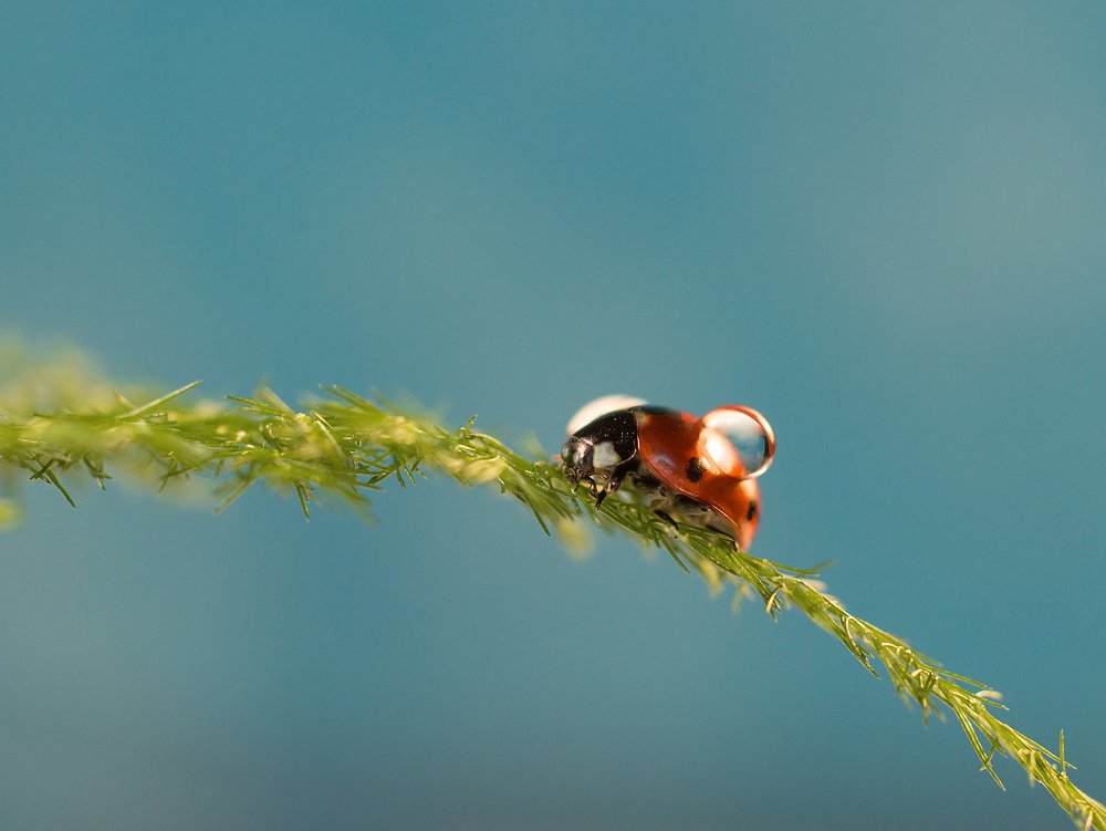 Photograph by Татьяна Пименкова
