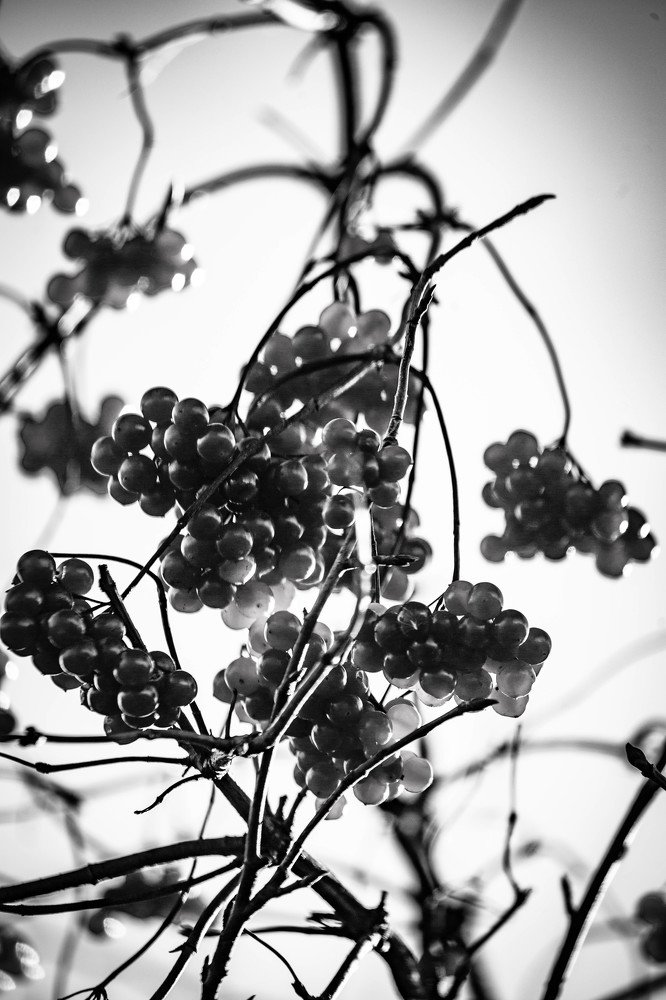 Photograph by Ольга Сафронова