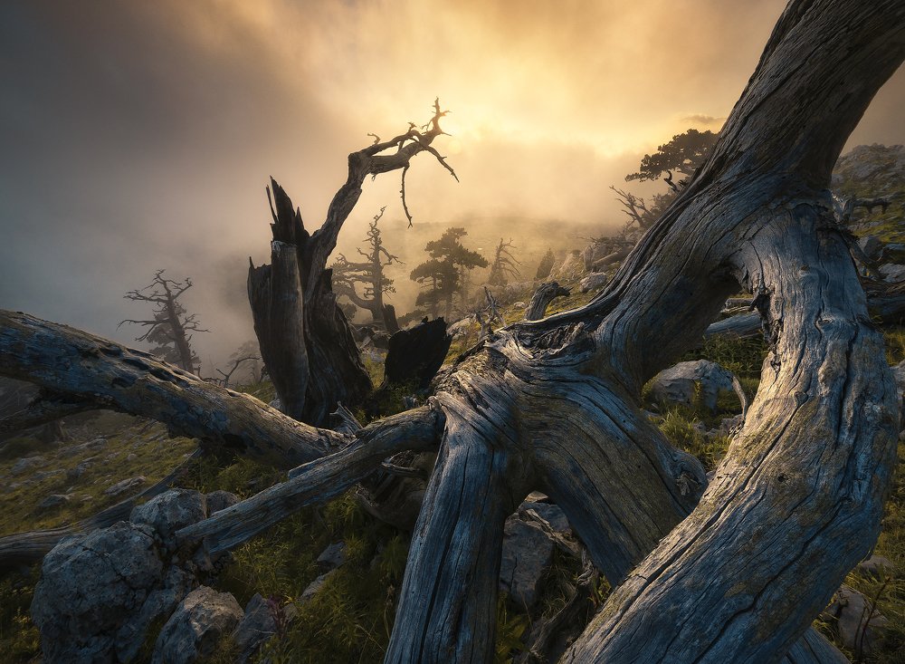 Photograph by Roksolyana Hilevych