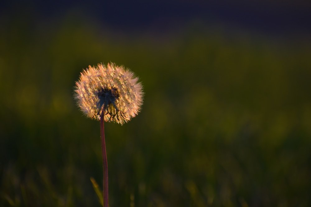 Photograph by Gargee Chowdhury