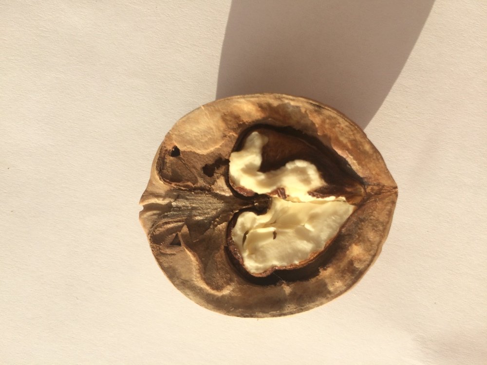 Walnuts