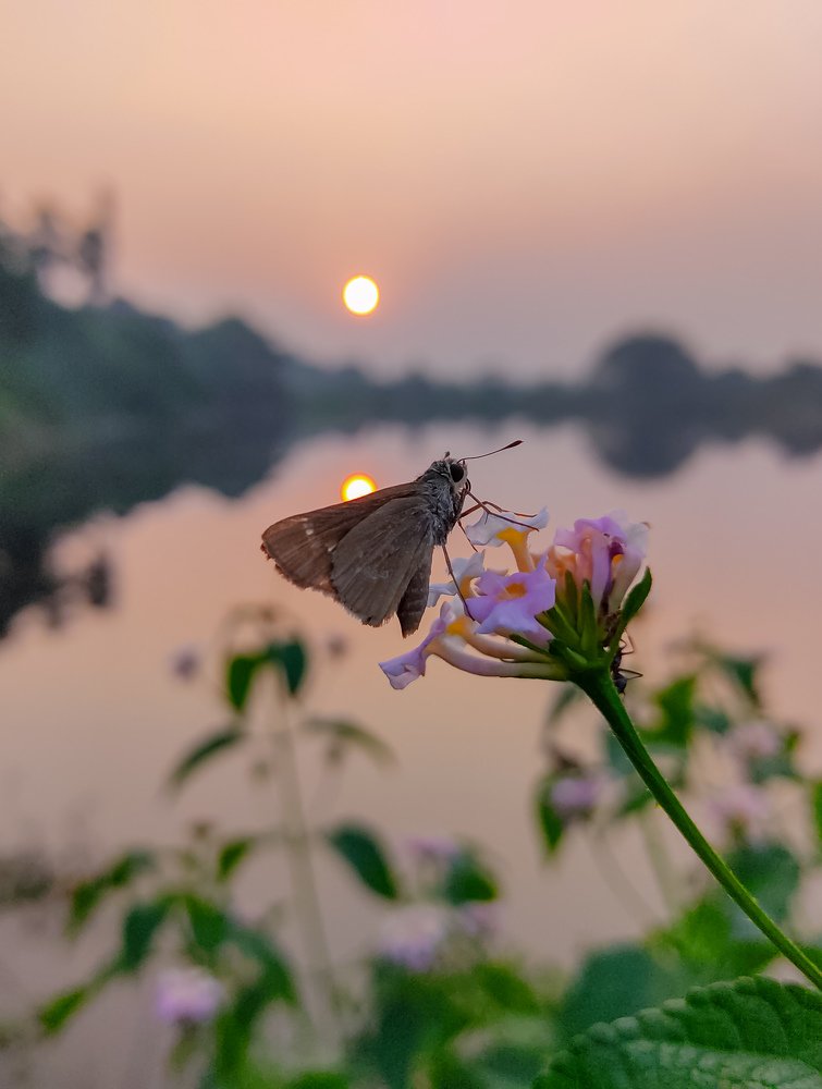 Nature beauty ( sunset  )